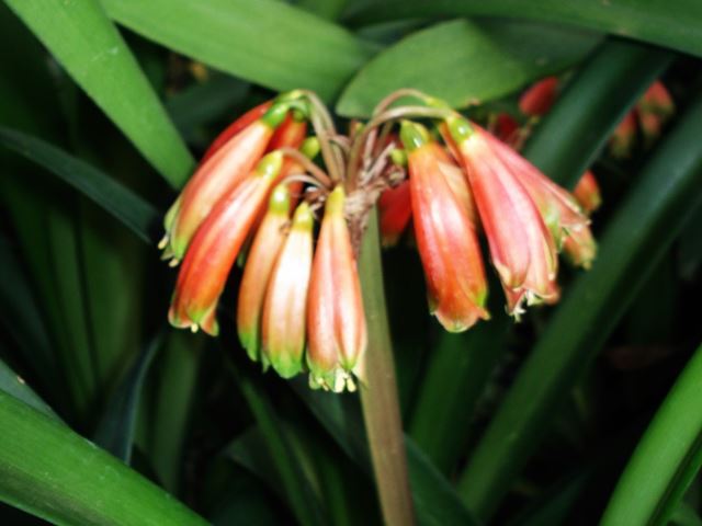 Clivia gardenii showing top of inflorescence